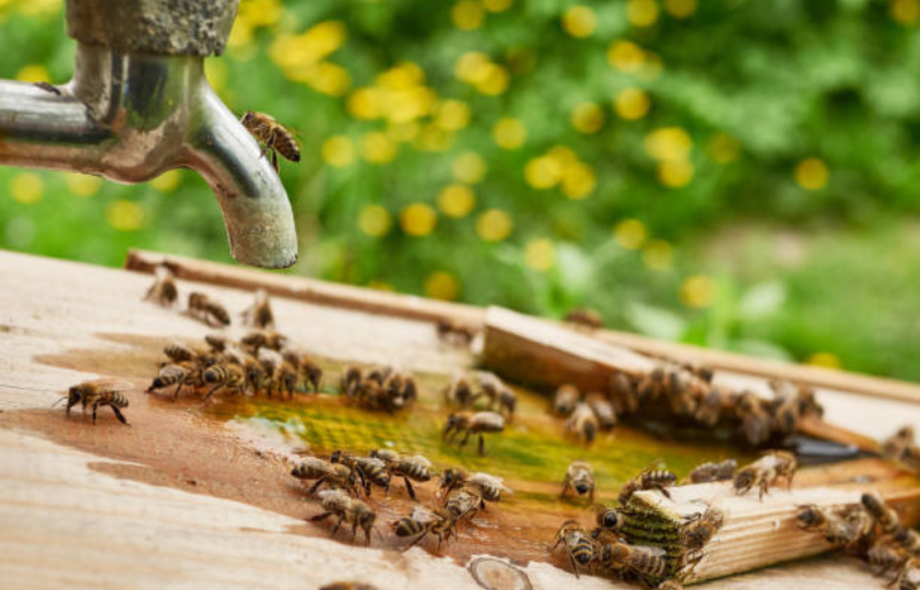 How to Keep Bees Out of Your Outdoor Kitchen